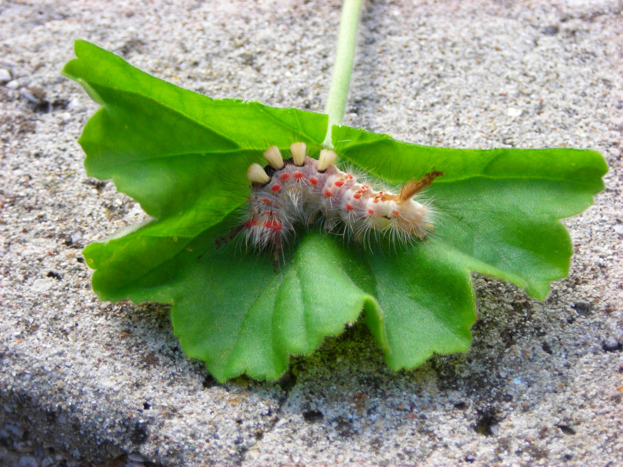 Larva di Lymantriidae